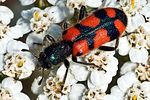 trichodes-leucopsideus2-foto-megroz