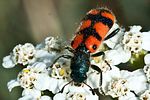 trichodes-leucopsideus3-foto-megroz