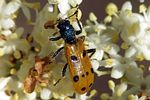 trichodes-octopunctatus-foto-andrade