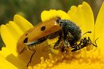trichodes-octopunctatus-foto-coelho