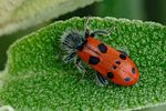 trichodes-octopunctatus2-foto-fransen