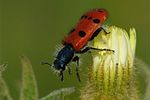 trichodes-octopunctatus3-foto-fransen
