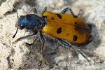 trichodes-octopunctatus3-foto-jacinto