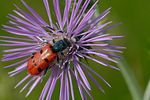 trichodes-octopunctatus4-foto-fransen