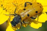 trichodes-octopunctatus4-foto-jacinto