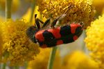 trichodes-punctatus-viridifasciatus-foto-covey