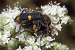 trichodes-quadriguttatus-foto-rodenkirchen