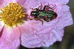 trichodes-siphylus-foto-rodenkirchen