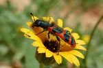 trichodes-umbellatarum-foto-ringenbach