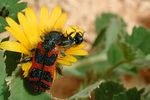 trichodes-umbellatarum2-foto-ringenbach