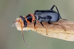 troglops-albicans-foto-dvorak