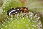 troglops-albicans-foto-koehler