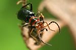troglops-albicans-foto-weisenboehler