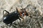 troglops-albicans2-foto-weisenboehler