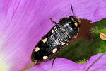 acmaeodera-bipunctata-foto-keresztes