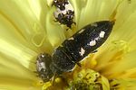 acmaeodera-bipunctata-foto-martinez