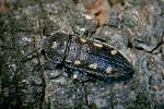 acmaeodera-bipunctata-foto-rose