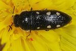 acmaeodera-bipunctata2-foto-keresztes