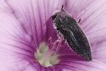 acmaeodera-cylindrica-foto-jacinto