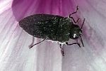 acmaeodera-cylindrica-foto-martinez