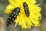 acmaeodera-degener-couple-foto-martinez