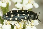 acmaeodera-degener-foto-dvorak