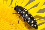 acmaeodera-degener-foto-jacinto