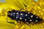 acmaeodera-degener-foto-martinez