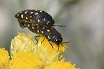 acmaeodera-degener-paar-foto-gouix
