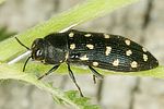 acmaeodera-degener2-foto-dvorak