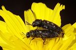 acmaeodera-nigellata-foto-martinez