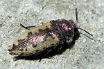 acmaeodera-pilosellae-foto-weisenboehler