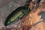 acmaeodera-polita-foto-niehuis