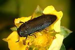 acmaeodera-prunneri-foto-rose