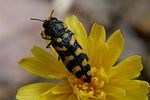 acmaeodera-prunneri2-foto-rose