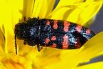 acmaeodera-pulchra-foto-jacinto