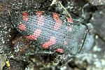 acmaeodera-pulchra-foto-martinez