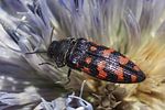 acmaeodera-pulchra2-foto-martinez