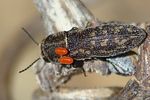 acmaeoderella-adspersula-foto-jacinto
