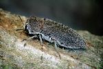 acmaeoderella-adspersula-foto-rose