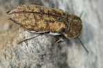acmaeoderella-adspersula2-foto-jacinto
