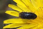 acmaeoderella-cyanipennis-foto-martinez