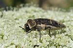 acmaeoderella-flavofasciata-foto-angelini