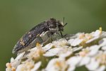 acmaeoderella-flavofasciata-foto-goebelberggold
