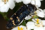 acmaeoderella-flavofasciata-foto-keresztes