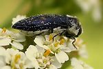 acmaeoderella-flavofasciata-foto-keresztez