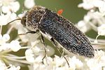 acmaeoderella-flavofasciata-foto-moniotte