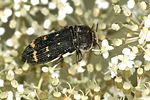 acmaeoderella-flavofasciata-foto-niehuis