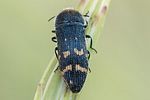 acmaeoderella-flavofasciata-foto-swadzba