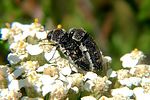 acmaeoderella-flavofasciata-paar-foto-rose